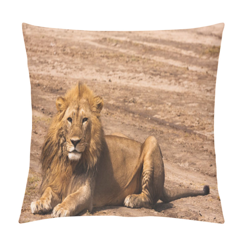 Personality  Lion Resting On The Ground In Sandy Savanna Of Serengeti, Tanzania Pillow Covers