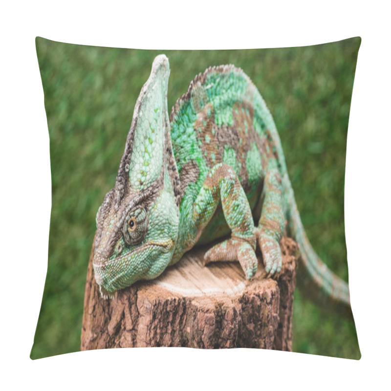 Personality  Close Up Of Beautiful Bright Green Chameleon Sitting On Stump Pillow Covers