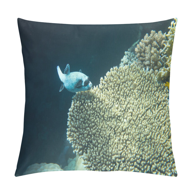 Personality  Coral Reef  With Exotic Fishes Pillow Covers