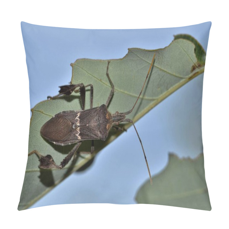 Personality  This Leaf Footed Bug (Leptoglossus Phyllopus) Was Out In The Sunshine On An Oak Leaf Against A Clear Blue Sky Background. Pillow Covers