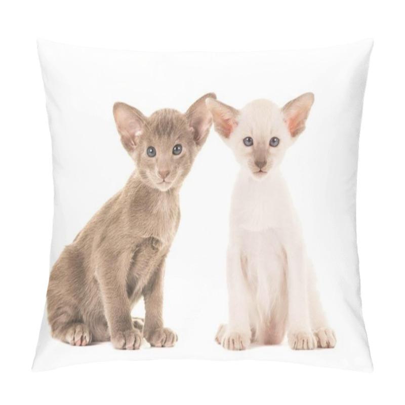 Personality  Cute Sitting Baby Siamese Cats Facing The Camera Pillow Covers