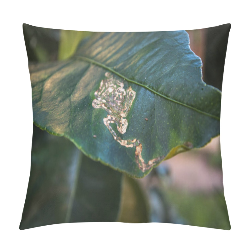 Personality  Citrus Leafminer Damage To Lemon Tree Leaves And Orange Pillow Covers