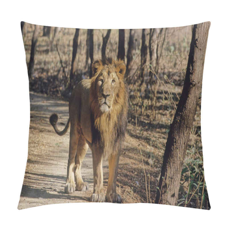 Personality  The Asiatic Lion Is A Lion Population Of The Subspecies Panthera Leo Leo. Since The Turn Of The 20th Century, Its Range Has Been Restricted To Gir National Park And The Surrounding Areas In The Indian State Of Gujarat. Pillow Covers