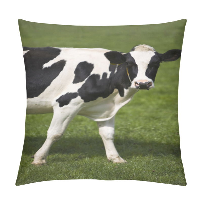 Personality  Dutch Cows In The Meadow Pillow Covers