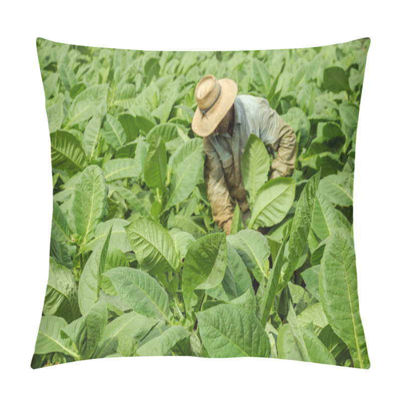 Personality  Tobacco Fields In Cuba Pillow Covers