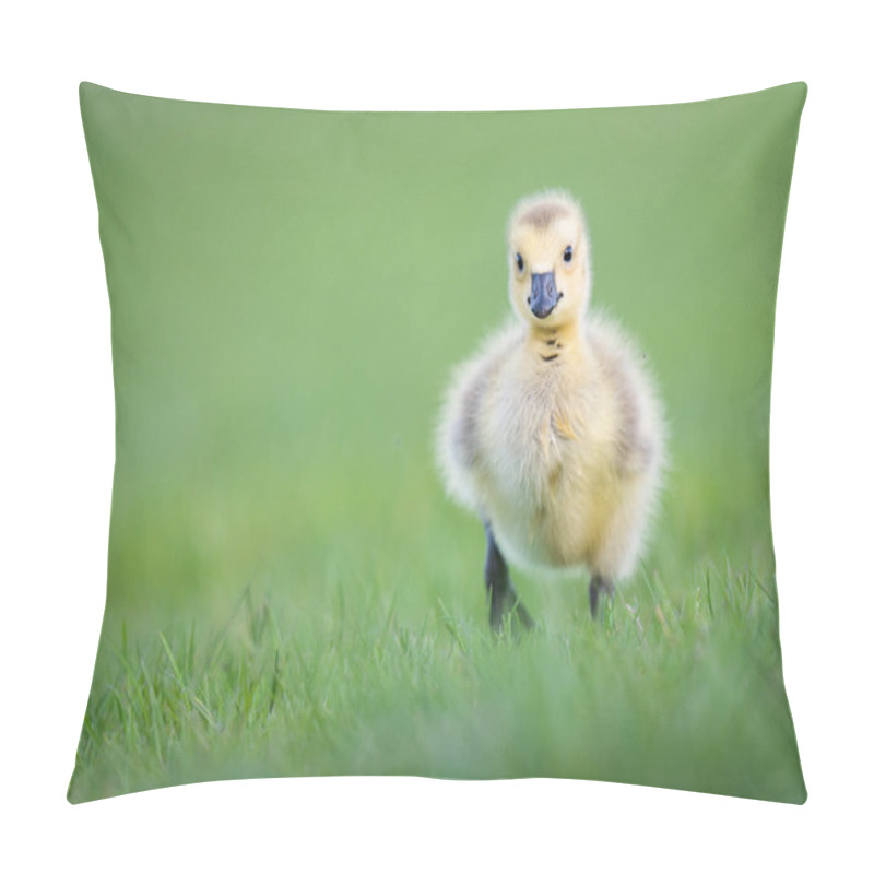 Personality  Canadian Goose Goslings In The Wild Pillow Covers