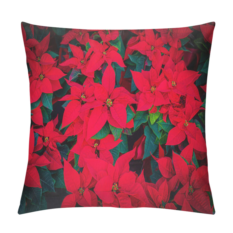 Personality  Poinsettia Flower. Christmas Symbol - Red Poinsettia As A Backgr Pillow Covers