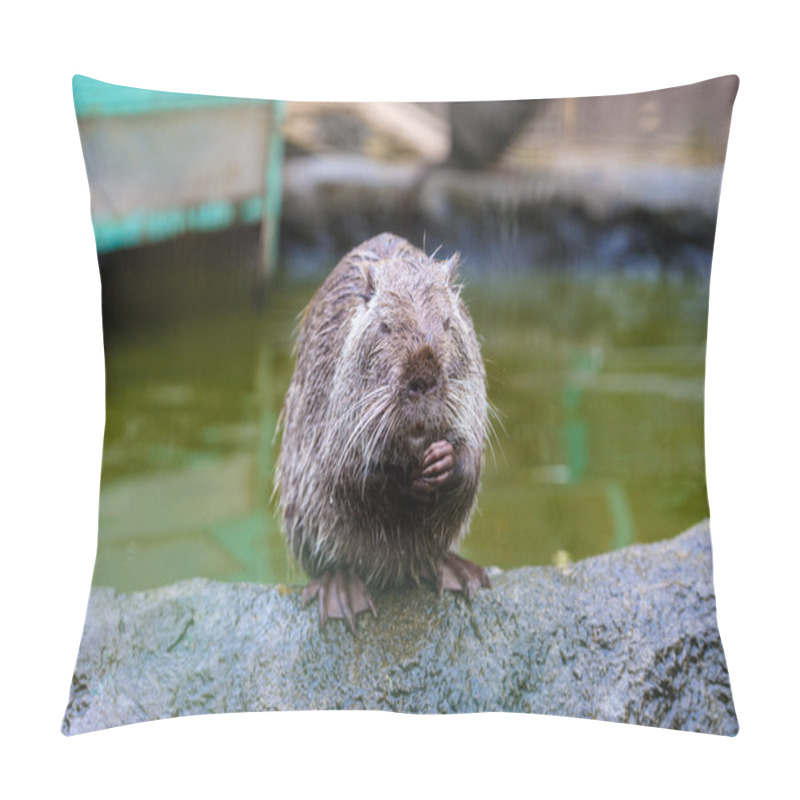 Personality  Asian Wild Nutria Pillow Covers