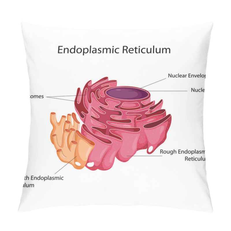 Personality  Education Chart Of Biology For Endoplasmic Reticulum Diagram Pillow Covers