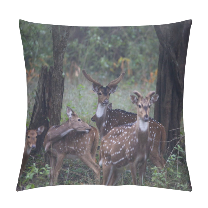 Personality  A Close Up Shot Of A Group Of Spotted Deers With Focus On Only One Deer Taken In A Forest Pillow Covers