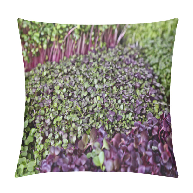 Personality  Green And Healthy Microgreens Background Pillow Covers