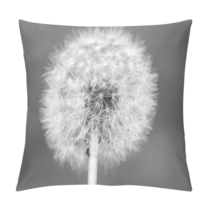 Personality  Black And White Dandelion Head With Seeds , Taraxacum Officinale, Close Up. Idea For Wallpaper. Pillow Covers