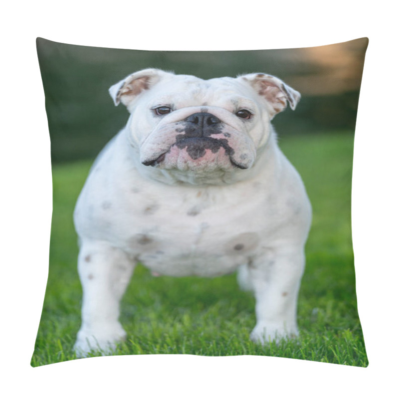 Personality  Head On Portrait Of A Bulldog Outdoors Posing In The Grass Pillow Covers