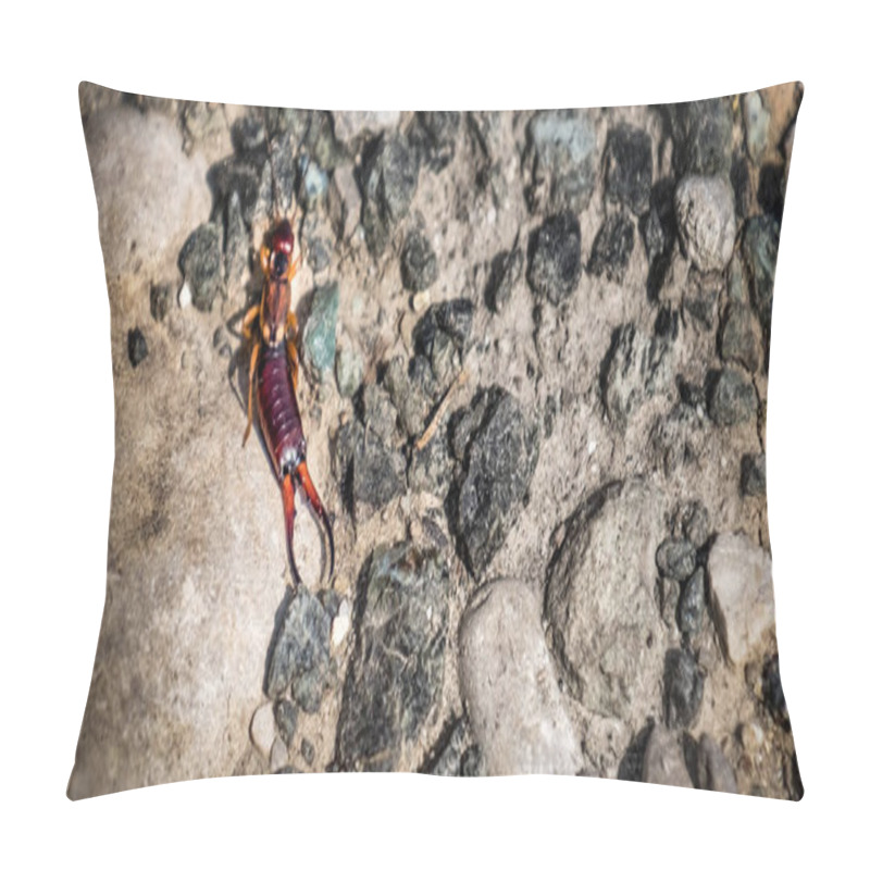 Personality  Earwig Insect Background - Common Earwig Or European Earwig Pillow Covers