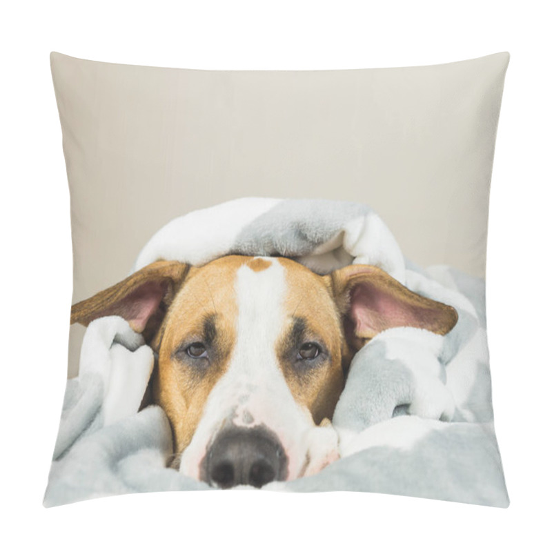 Personality  Funny Young Staffordshire Terrier Puppy Lying Covered In Throw Blanket And Falling Asleep Pillow Covers