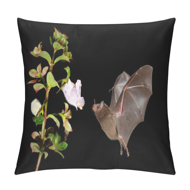 Personality  Night Nature, Pallas's Long-Tongued Bat, Glossophaga Soricina, Flying Bat In Dark Night. Nocturnal Animal In Flight With Red Feed Flower. Wildlife Action Scene From Tropic Nature, Costa Rica. Pillow Covers