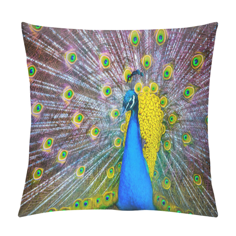 Personality  Peacock. Portrait Of Beautiful Peacock With Feathers Out. Close  Pillow Covers