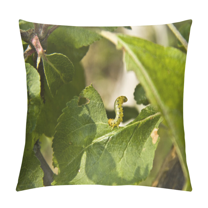 Personality  Pests Eat The Leaves Of Apple Trees Pillow Covers