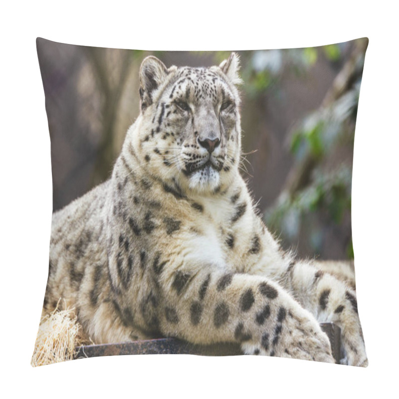 Personality  Snow Leopard Close Up Animal Protection Concept Pillow Covers