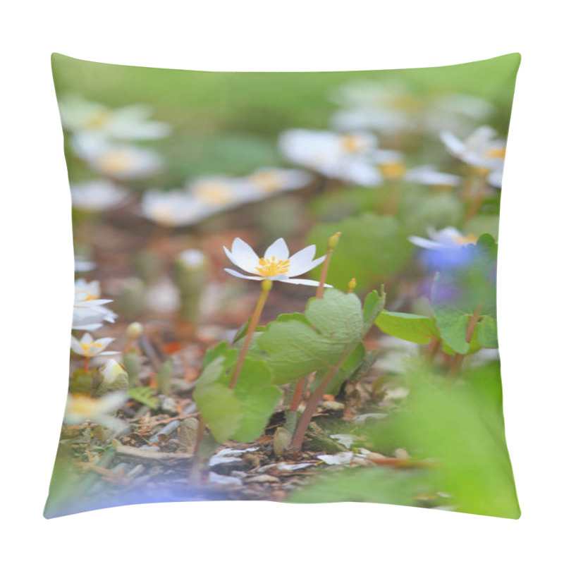 Personality  Close Up Shot Of Blood Root Flowers Pillow Covers