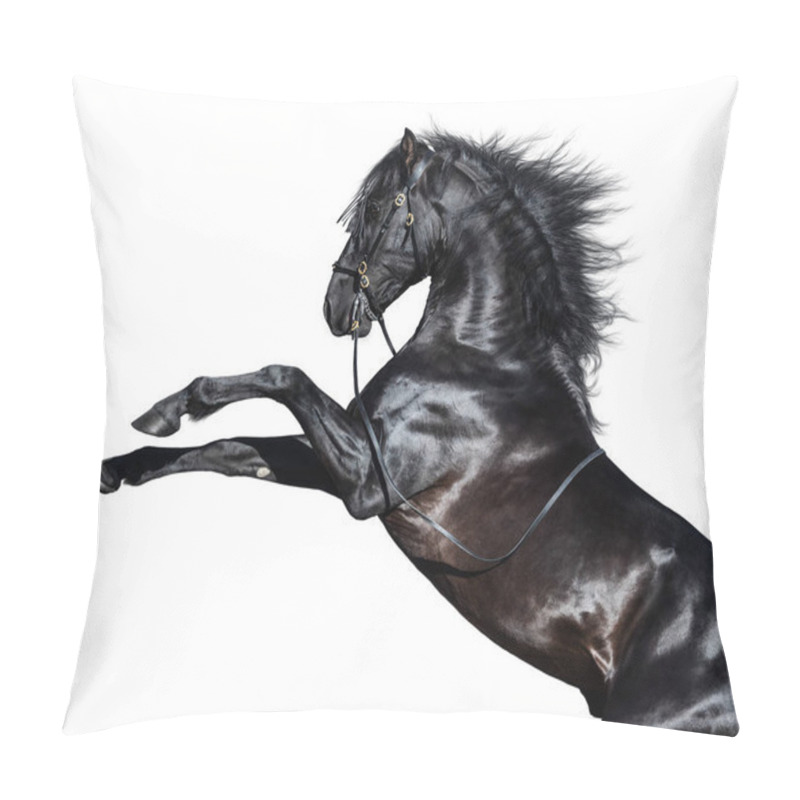 Personality  Black Andalusian Horse Rearing On White Background. Pillow Covers