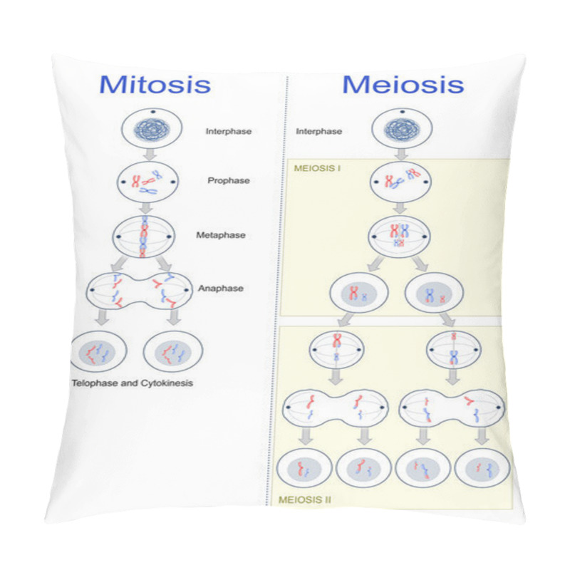 Personality  Cell Division. Differences Between Mitosis And Meiosis. Cell Cycle. Genetic Variation. Vector Illustration Pillow Covers