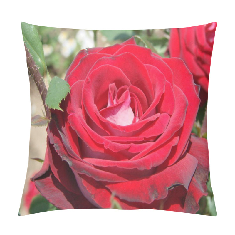 Personality  Bud, Flower Of A Red Varietal Rose On The Background Of Green Grass In The Garden, Spring, Summer, Pillow Covers