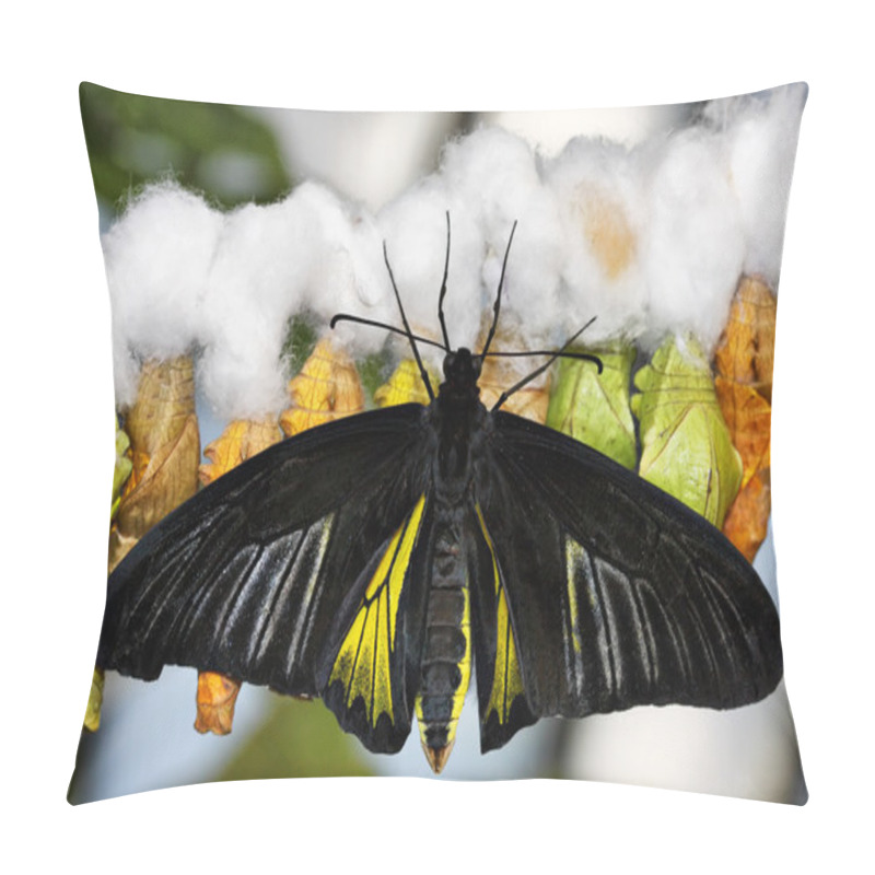 Personality  Butterfly And Cocoons Pillow Covers