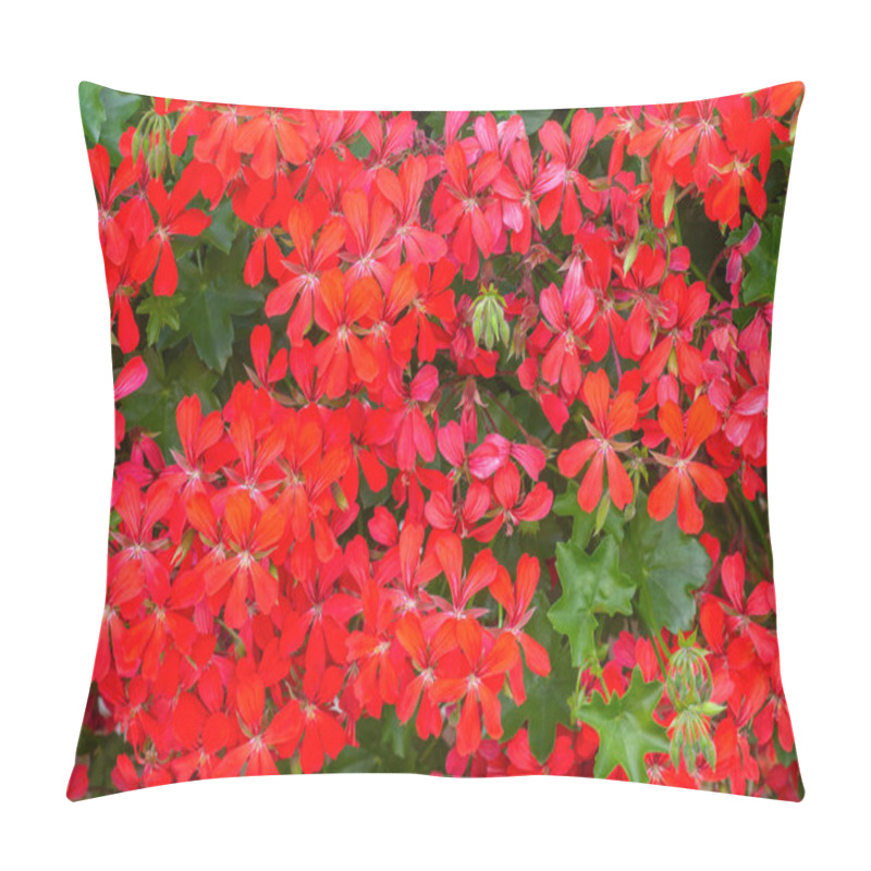 Personality  Ivy Leaved Geranium. Pelargonium Red Flowers With Corrugated Green Leaves Resembling Ivy Leaves Pillow Covers