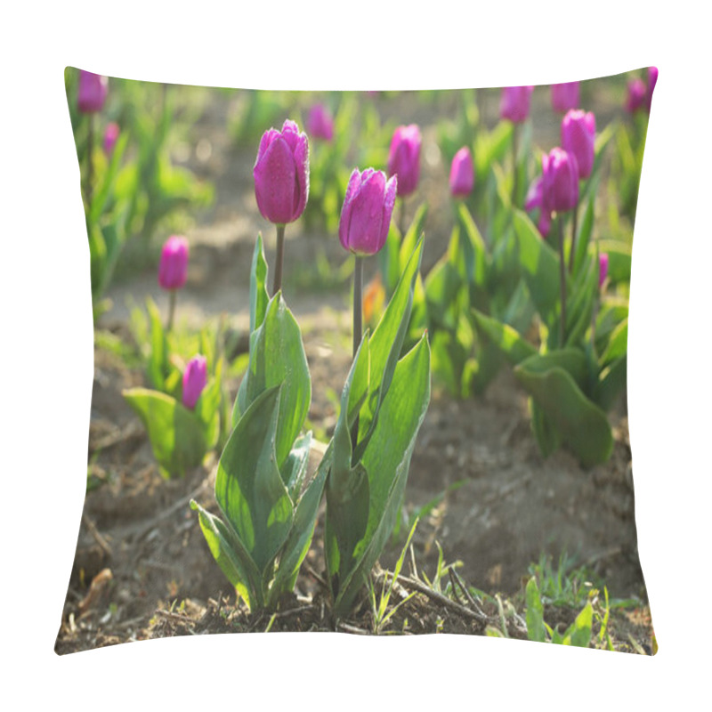 Personality  Field With Fresh Beautiful Tulips, Space For Text. Blooming Spring Flowers Pillow Covers