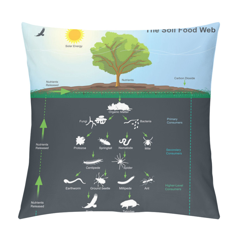 Personality  The Soil Food Web Diagram. Illustration Info Graphic. Pillow Covers