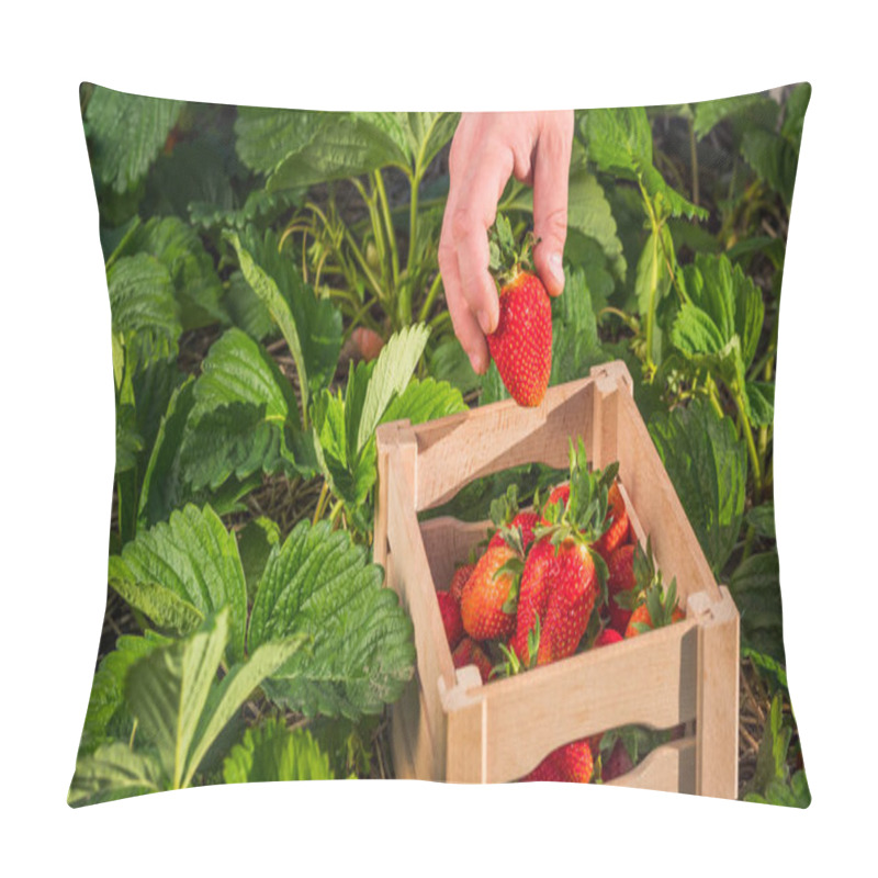 Personality  Farmers Hand Puts A Large Strawberry Berry In A Box Pillow Covers