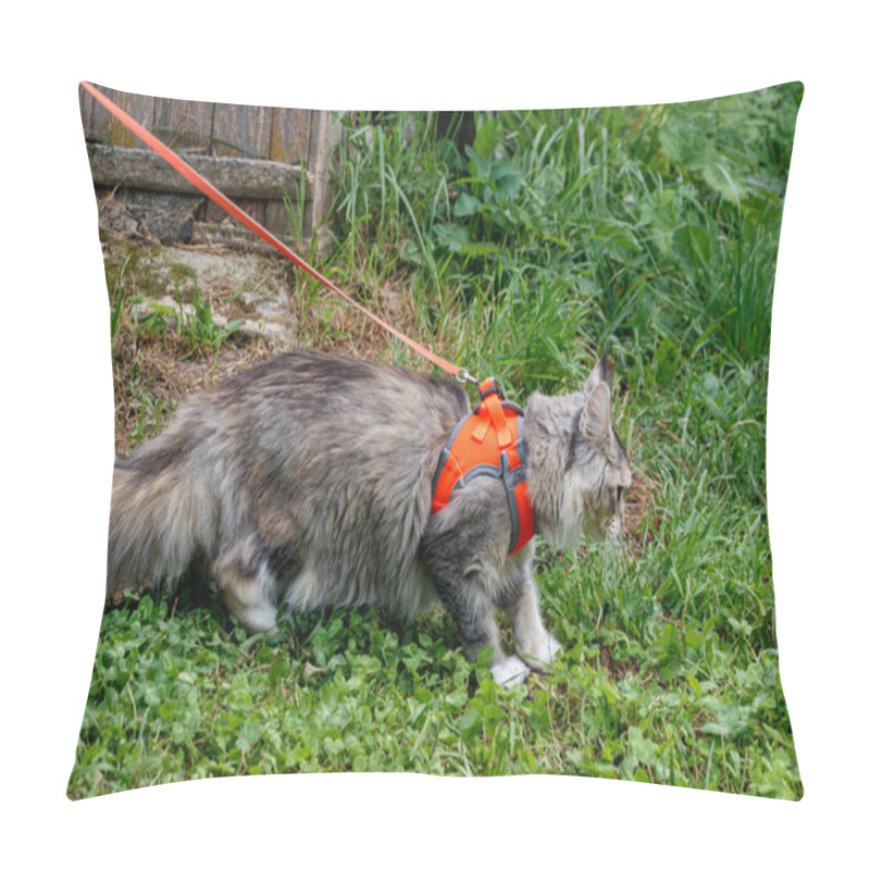 Personality  Fluffy Cat Maine Coon In A Harness On A Leash Pillow Covers