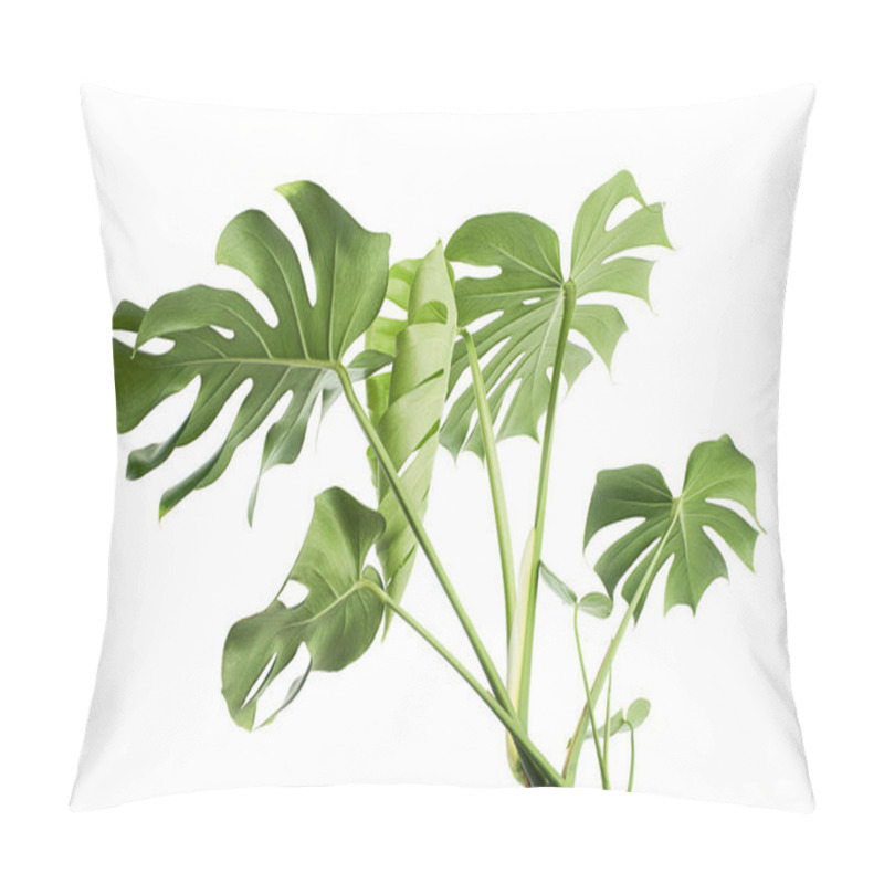 Personality  Monstera Deliciosa Leaf Or Swiss Cheese Plant, Isolated On White Background, With Clipping Path Pillow Covers