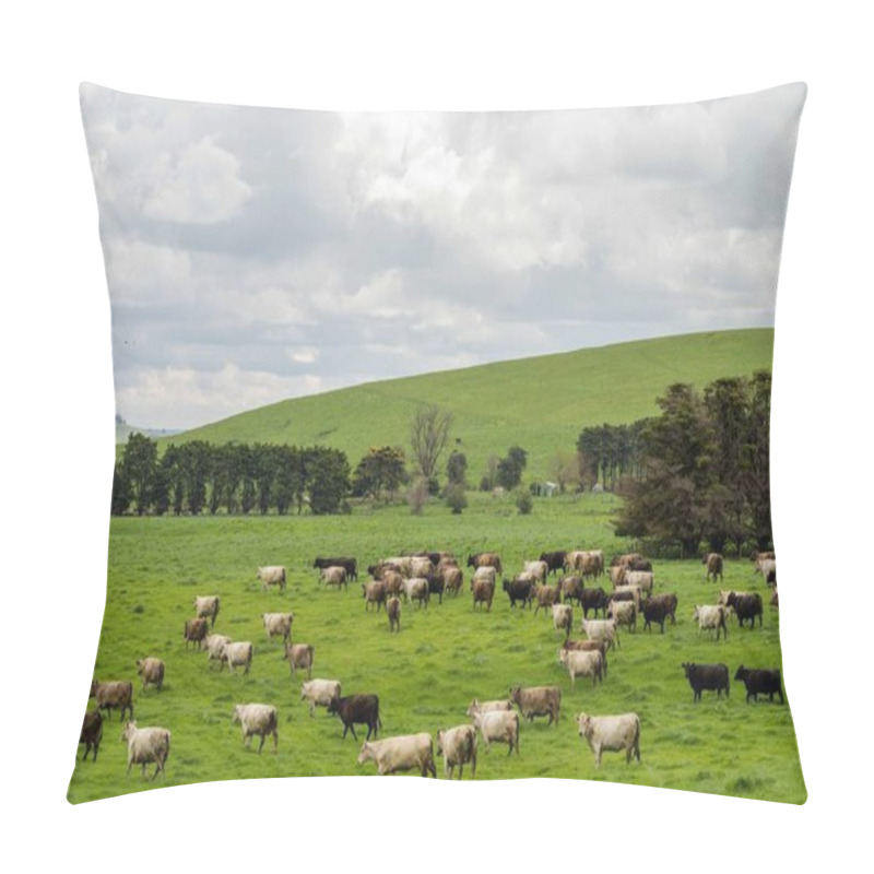 Personality  Herding Of Beef Cows And Calves Grazing On Grass In Australia, On A Farming Ranch. Cattle Eating Hay And Silage. Breeds Include Speckled Park, Murray Grey, Angus, Brangus, Hereford, Wagyu, Dairy Cows. Pillow Covers