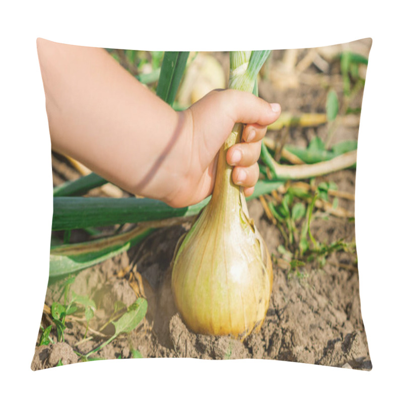 Personality  Child's Hand Picking Onion From Dry Ground In The Garden. Harvesting Onion. Pillow Covers