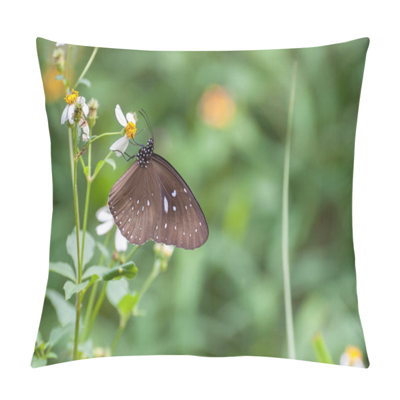 Personality  Male Striped Blue Crow Butterfly (Euploea Mulciber) Pillow Covers