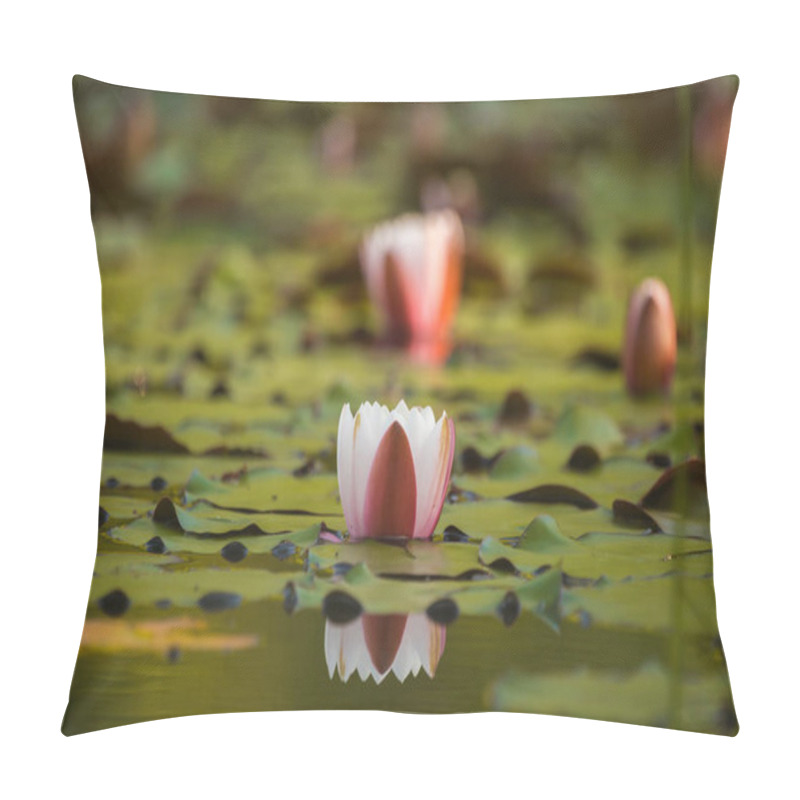 Personality  A Beautiful Light Pink Water Lilies Growing In A Natural Pond. Colorful Summer Scenery With Water Flowers. Pillow Covers