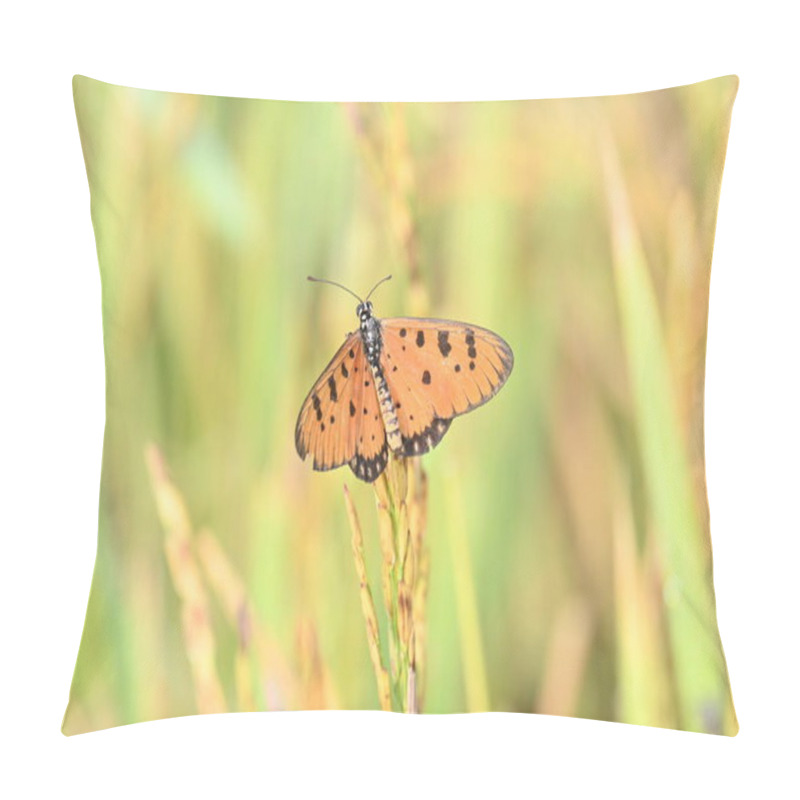 Personality  Acraea Terpsicore Ortawny Coster Butterfly. Lt Is A Small Leathery-wingedbutterfly. Butterfly Sitting On The Paddy Plants.  It Belongs To TheNymphalidaeor Brush-footed Butterfly Family. Pillow Covers