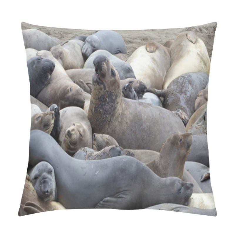 Personality  The Northern Elephant Seal (Mirounga Angustirostris) Is One Of Two Species Of Elephant Seal (the Other Is The Southern Elephant Seal). On The Coast Of California, The Big Sur Pillow Covers