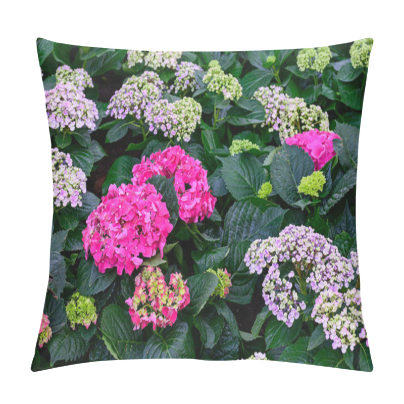 Personality  Blooming Hydrangeas Flowers In The Garden At Chiang Mai, Thailand Pillow Covers