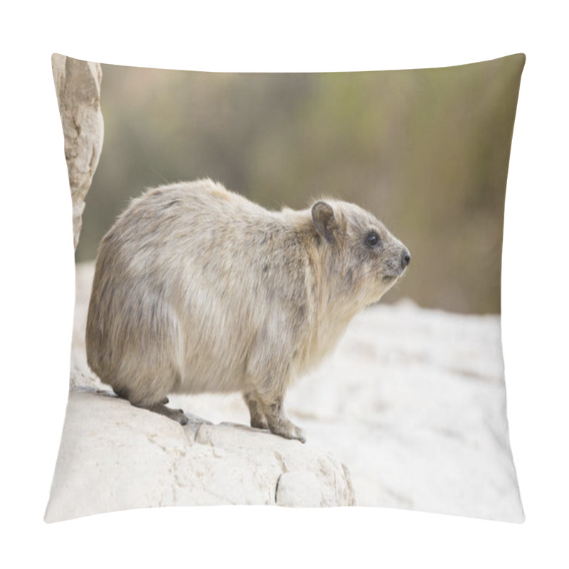 Personality  Cliff Badger, Rock Hyrax, Ein Gedi Nature Reserve, Dead Sea, Isr Pillow Covers