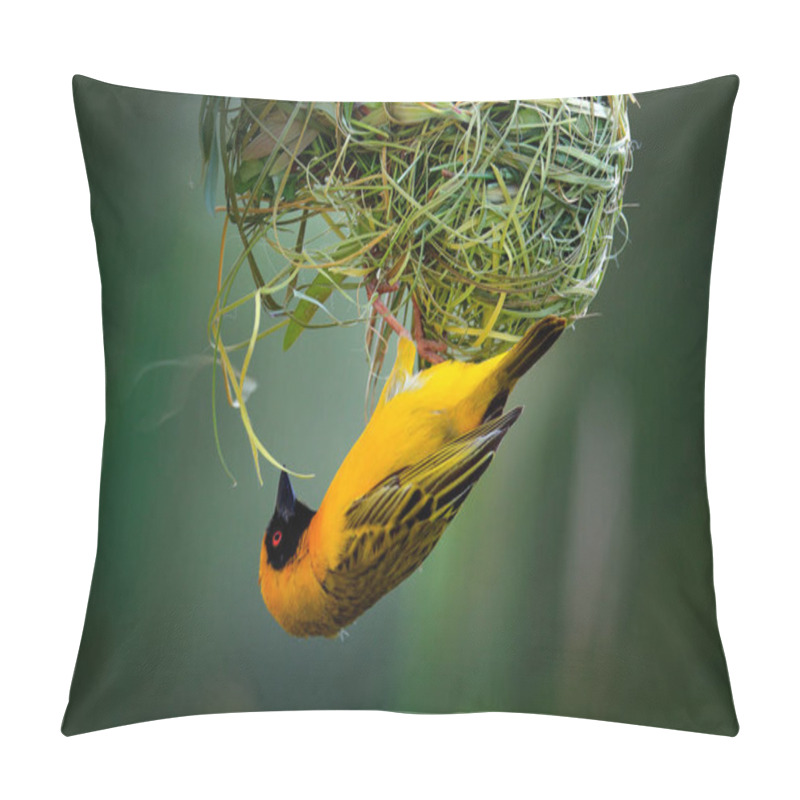 Personality  African Southern Masked Weaver, Ploceus Velatus, Build The Green Grass Nest. Yellow Birds With Black Head With Red Eye, Animal Behaviour In The Habitat. Wildlife Scene From Nature, Etosha NP, Namibia. Pillow Covers