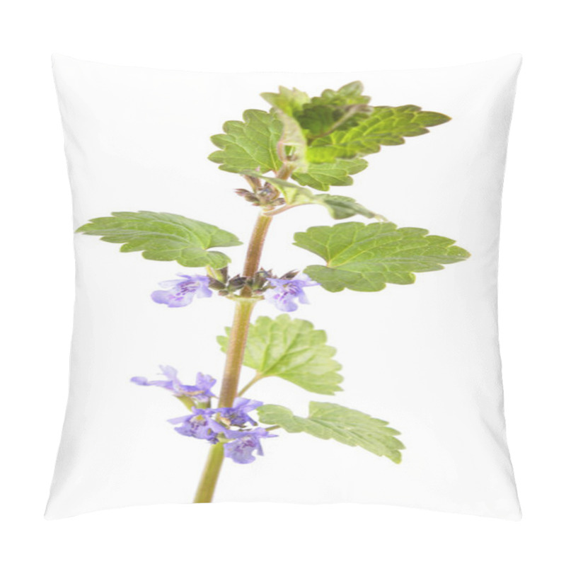 Personality  Field Balm Or Ground-ivy (Glechoma Hederacea) Isolated On White Background. Medicinal Plant Pillow Covers