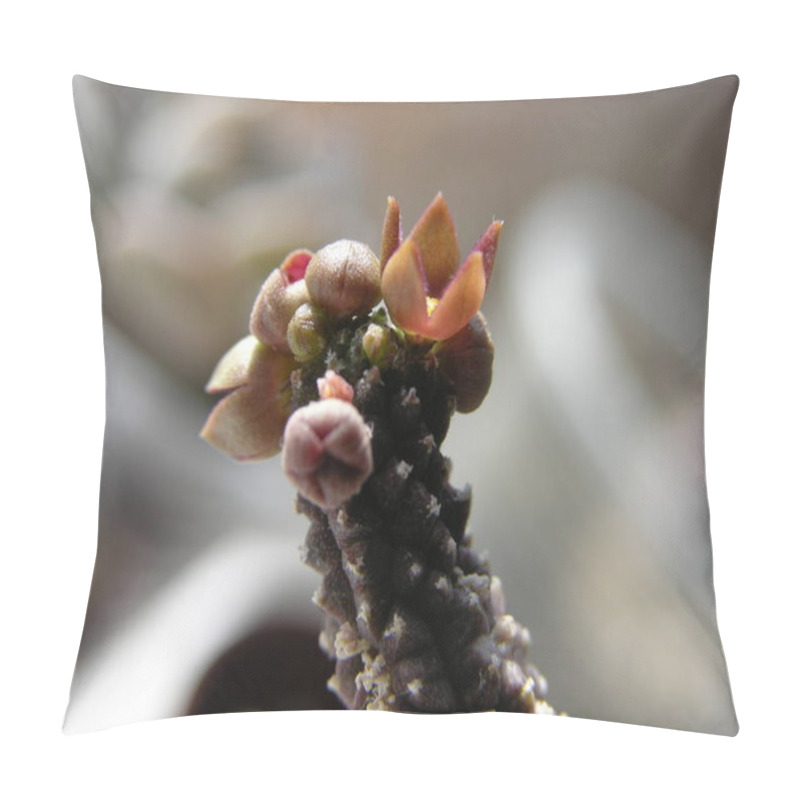 Personality  Flowering Succulent Echidnopsis Dammanniana Var. Brunnea. Close-up Shooting With Shallow Focus.           Pillow Covers