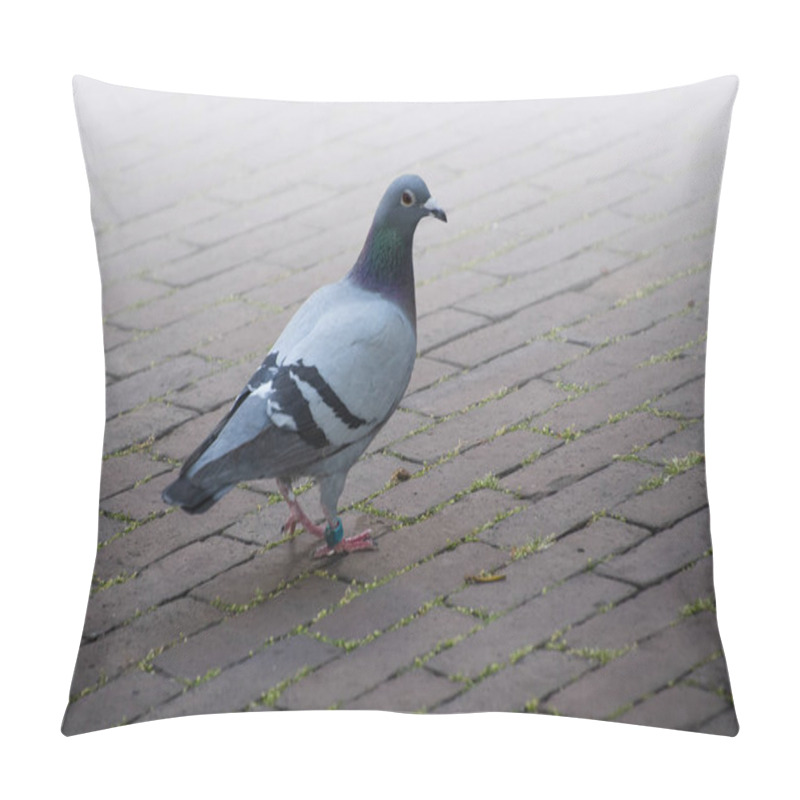 Personality  The Rock Dove Or Rock Pigeon Or Common Pigeon Is A Member Of The Bird Family Columbidae Pillow Covers