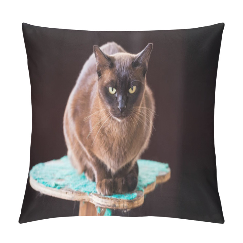 Personality  Black Burmese Cat Pillow Covers