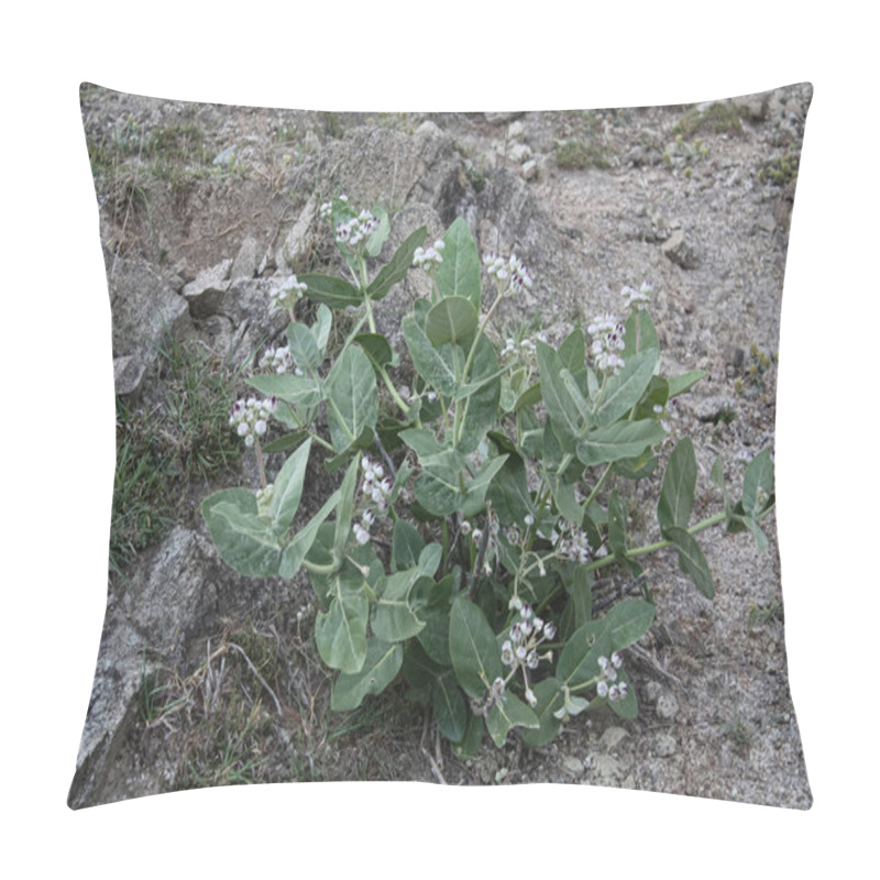 Personality  Calotropis Procera Sapling Plant, Apple Of Sodom, Aak, Madar, Or Giant Milkweed Plants And Flowers In A Hilly Or Mountain Area Pillow Covers