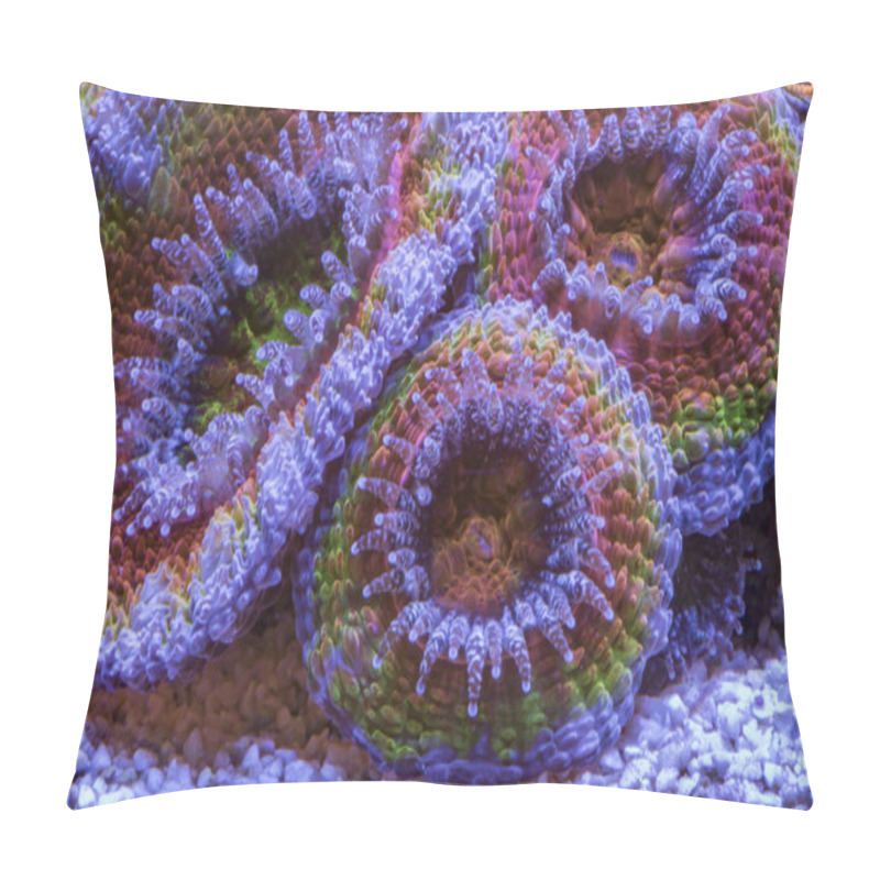 Personality  Coral Acanthastrea Lordhowensis Rainbow. Pillow Covers