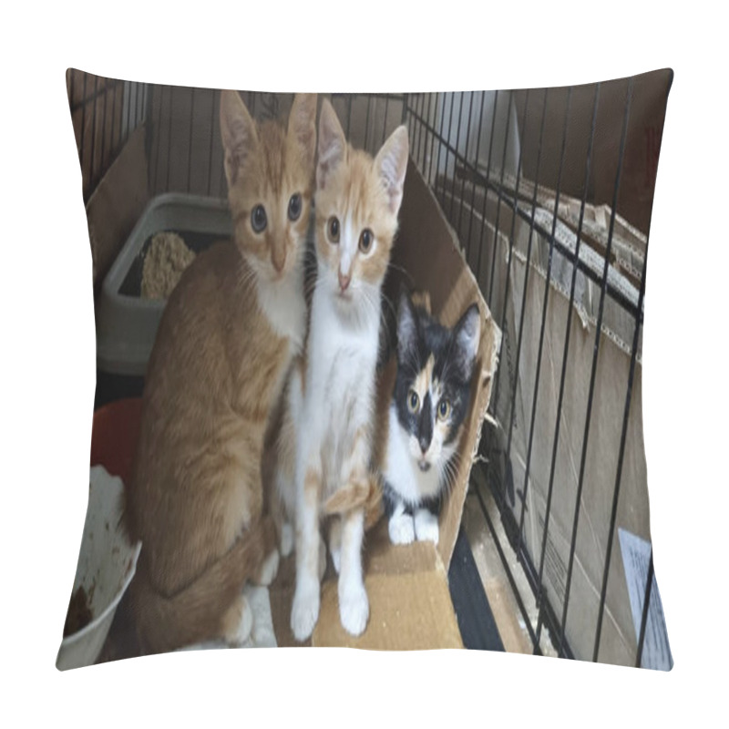 Personality  Ginger Kittens In A Cage At An Animal Shelter Pillow Covers